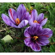 Шафра́н (лат. Crocus)